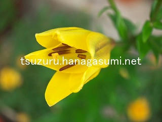 25/11/26 ユリ