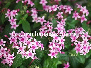 25/11/28 ペンタス