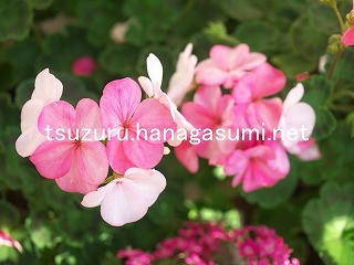 25/11/23 ゼラニューム