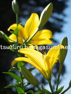 <br />25/11/29 ユリ