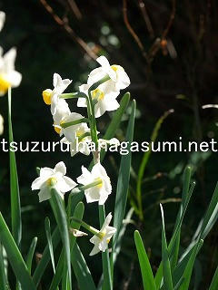 26/01/30 スイセン