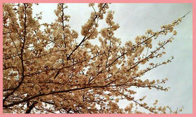 sakura1