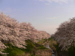 sakura1