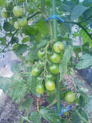 200906231313.jpg