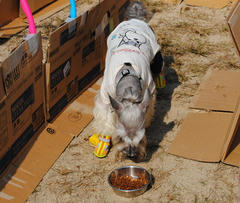 fest03.jpg