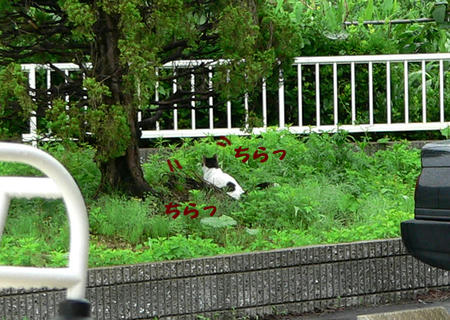 bd312705.jpeg