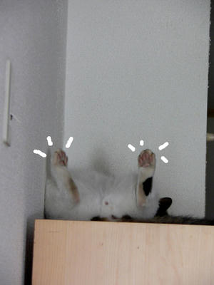 5579459d.jpeg