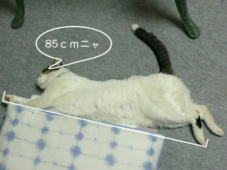6f11e033.jpeg