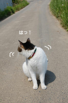 a51233d9.jpeg