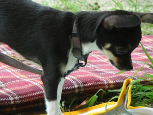 DSC00800.jpg
