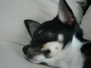 DSC00990.jpg