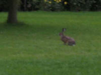 IMG_3856R.JPG