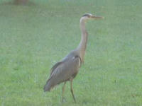 IMG_3614R.JPG