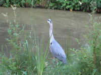 IMG_3616R.JPG