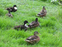 IMG_3767R.JPG