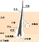 毛の仕組み