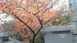 NEC_0030.jpg