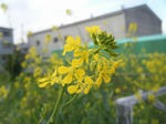 DSCF3349.jpg