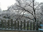 DSCF3444.jpg