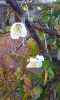 20120203ume.jpg