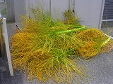 DSCN5515.jpg
