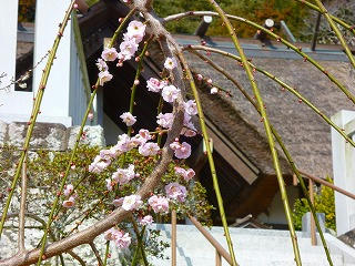20130223d.jpg
