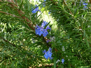 20130407rosemary.jpg