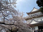 sakura