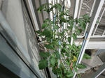 CIMG0337.jpg