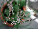 CIMG0416.JPG