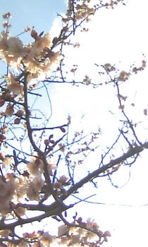 732139ffjpeg