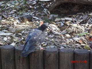 hato.JPG