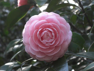 3.29.pink.JPG