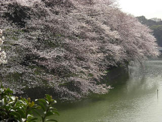 3.31.sakura1.JPG