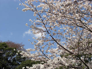 3.31.sakura2.JPG