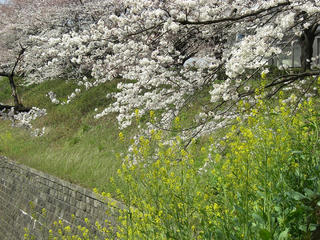 3.31.sakura.nanohana.JPG