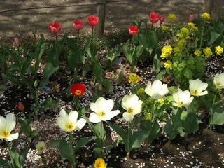 4.3.tulip.JPG