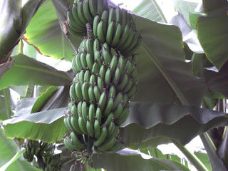 banana.JPG