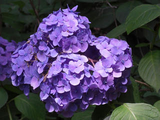 4cb3ee73.JPG