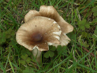 4fa405e8.JPG