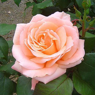 dd5071c4.jpg
