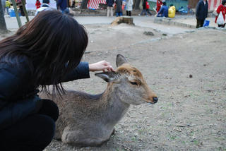 sika1.JPG