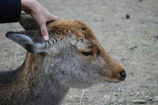 sika2.JPG