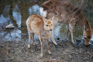 sika3.JPG