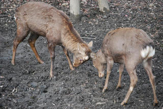 sika5.JPG