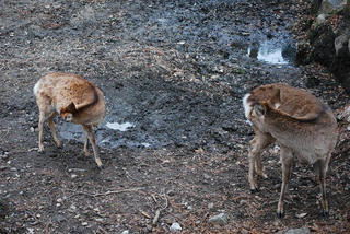 sika4.JPG