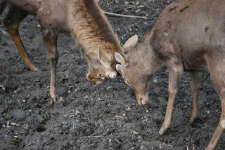 sika6.JPG
