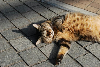 cat1.JPG