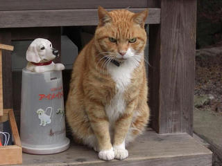 cat5.JPG