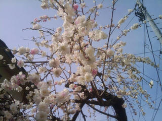 sakura.jpg